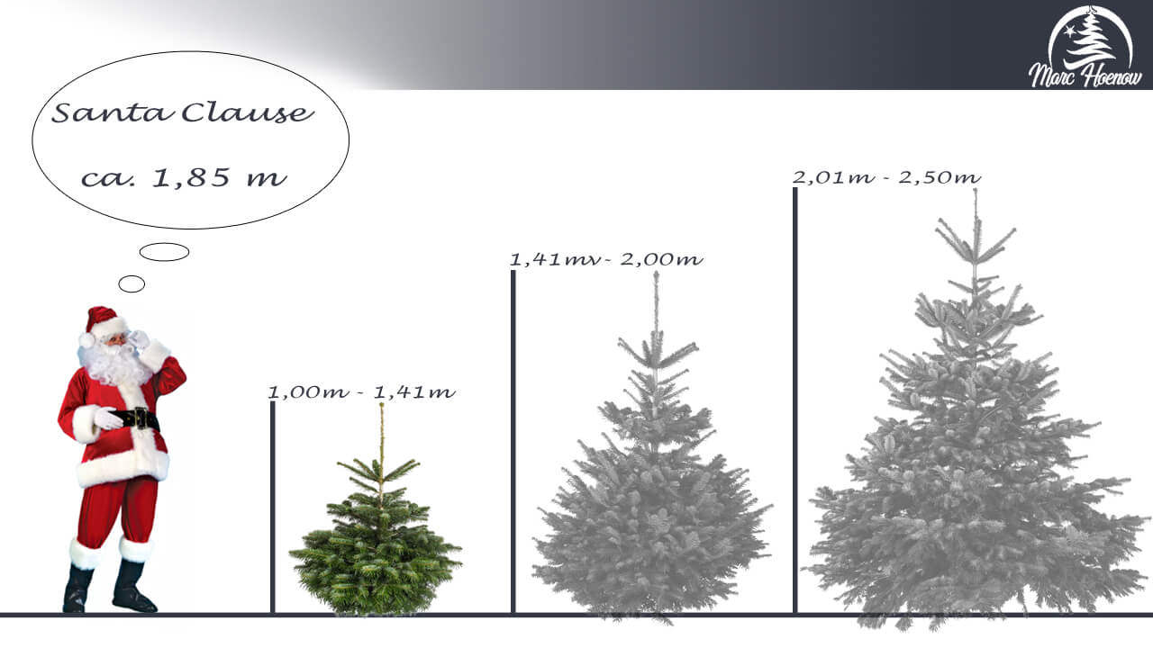 Nordmanntanne bis 140cm